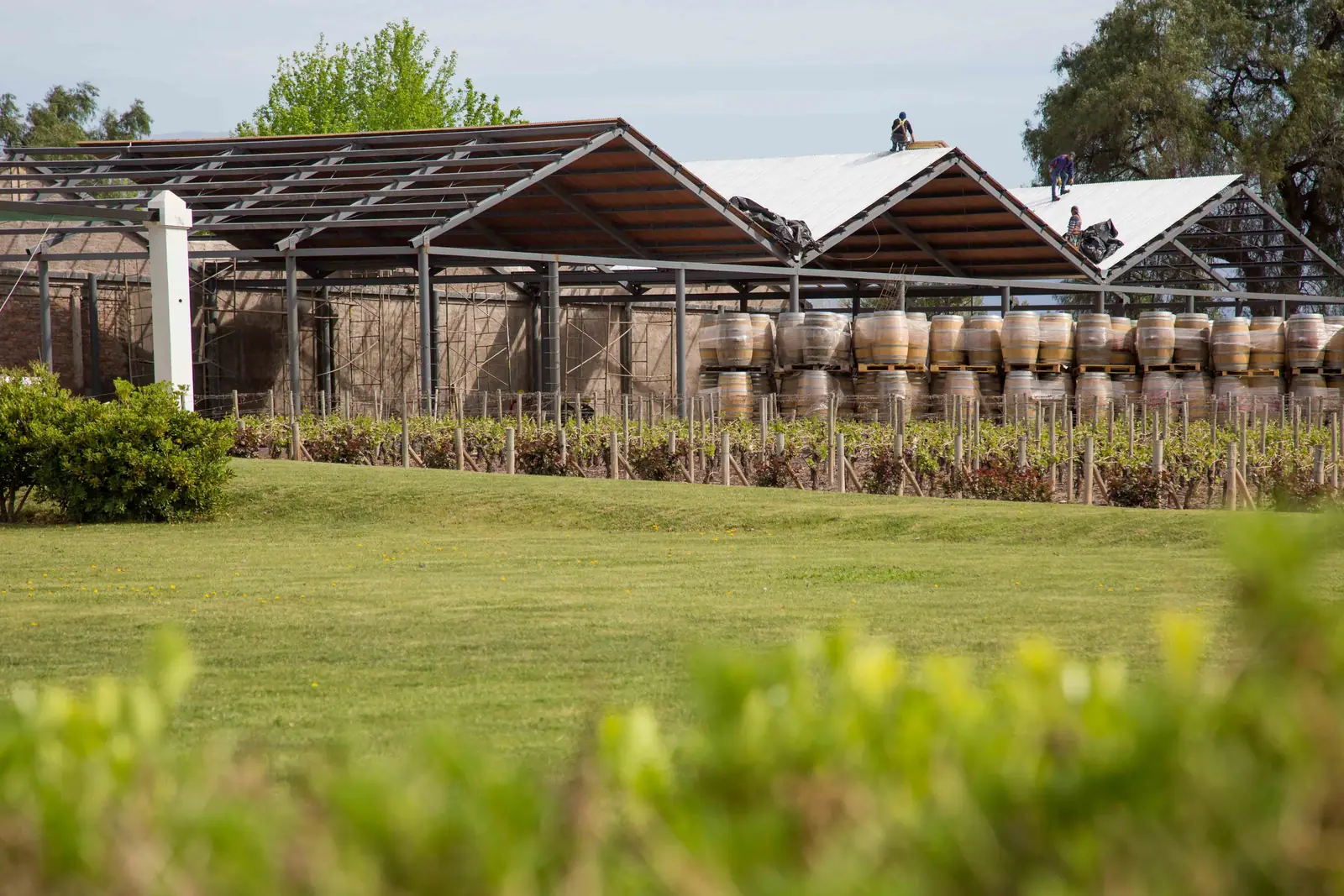 Vasijas de guarda bajo los techos terminados, vistas desde el parque de la bodega