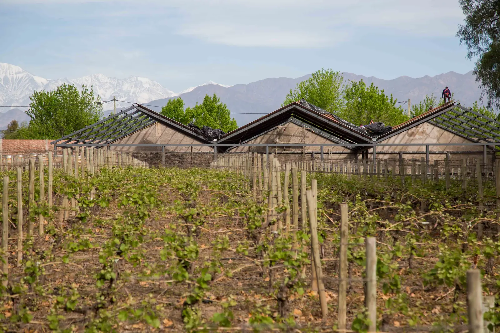 Viñedo en brotación con los techos alineados y la cordillera nevada detrás