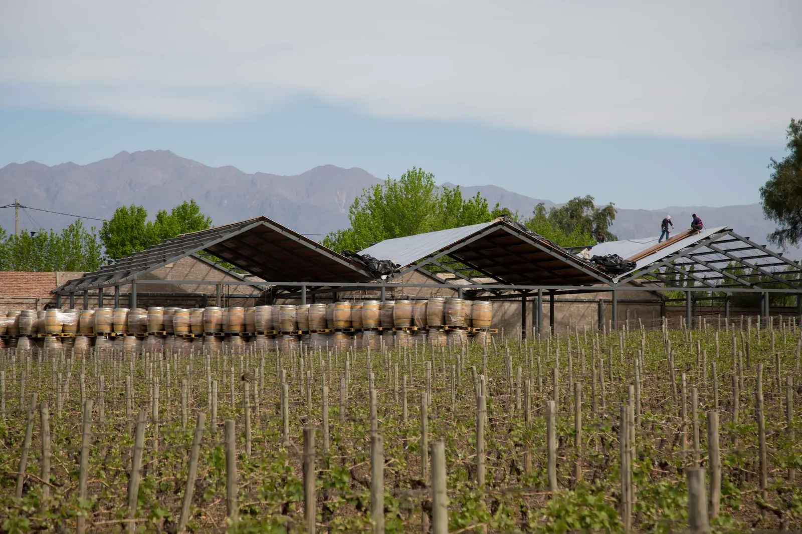 Viñedo joven con los techos de la bodega y la precordillera al fondo